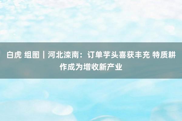 白虎 组图|河北滦南:订单芋头喜获丰充 特质耕作成为增收新产业